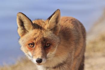 ֣̫˳�Ƽ�������Ƶ������������������2020���γ����ͻ����ƶ�...